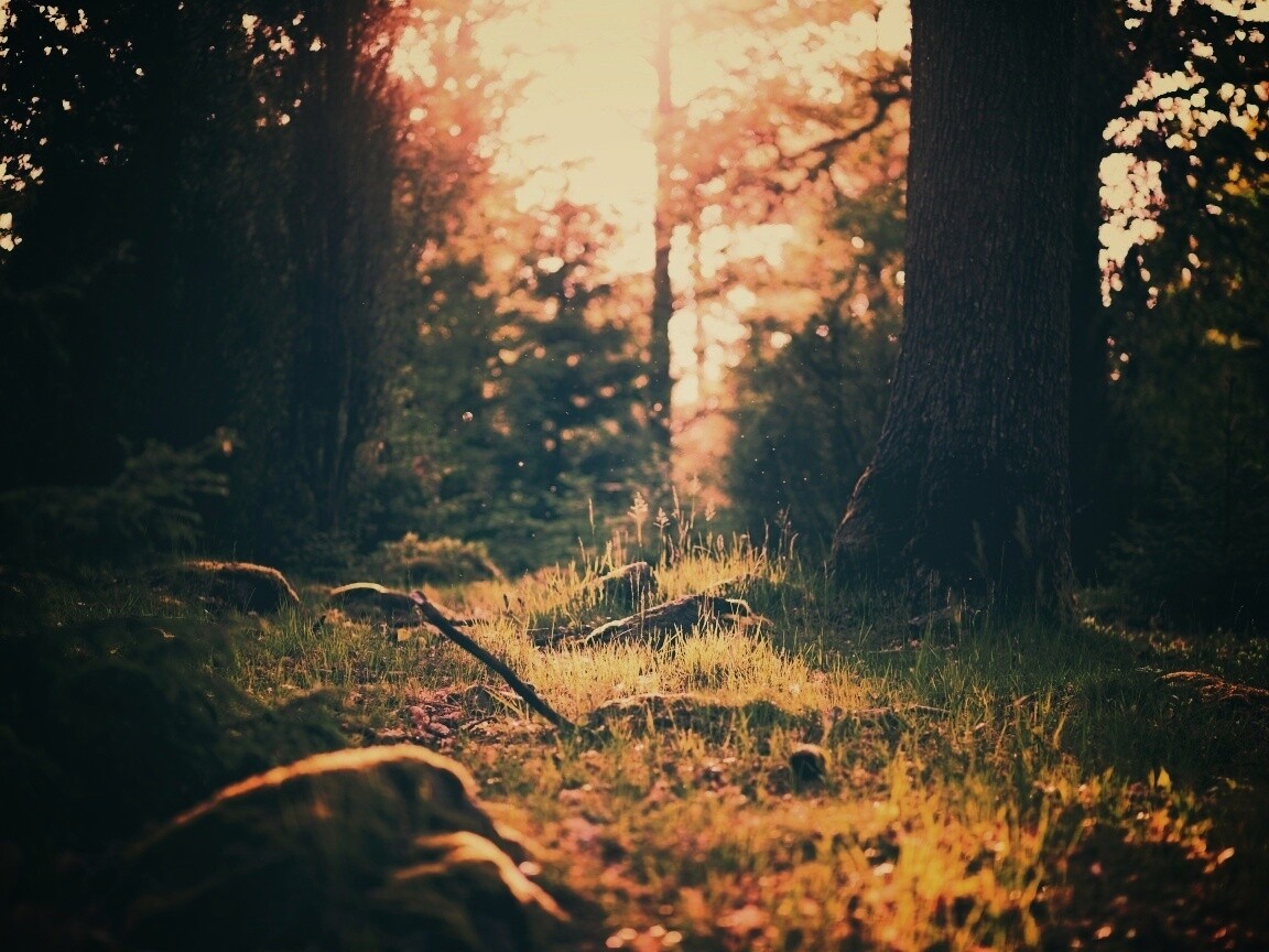 Лето в лесу обои