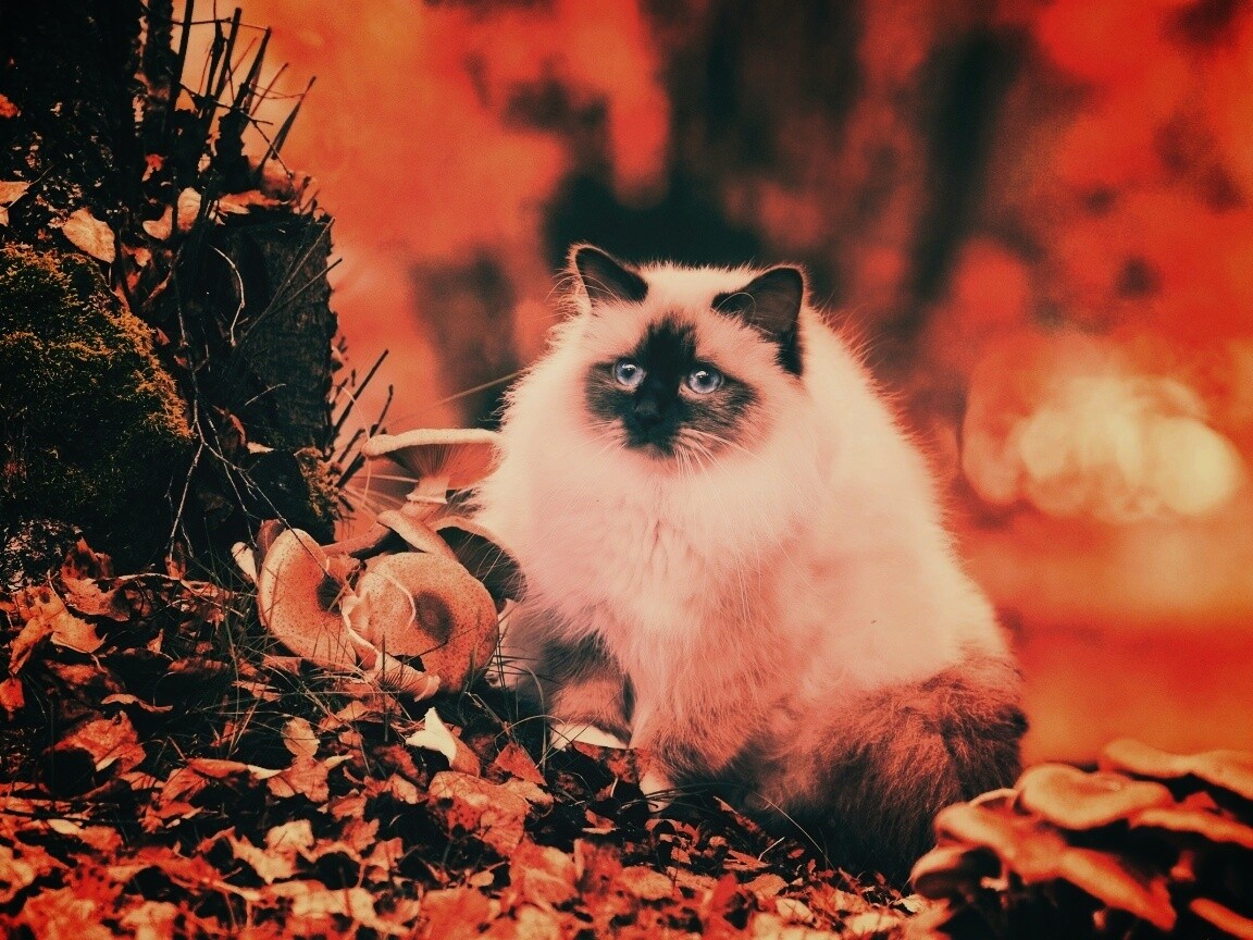 Пушистый кот среди пожелтевшей листвы обои