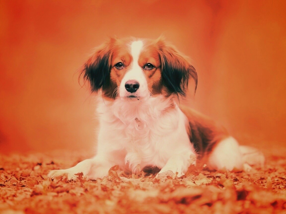 Собака на ковре из осенних листьев обои