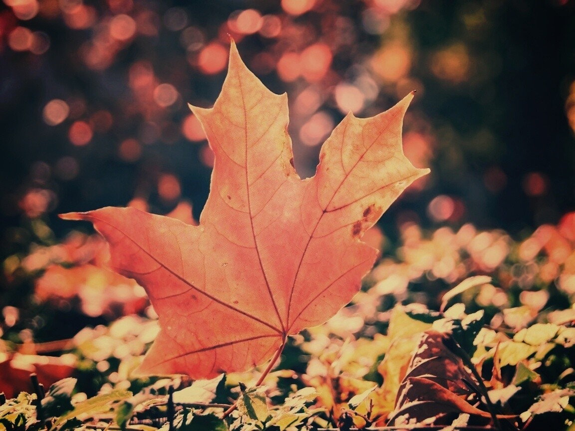 Желтый кленовый лист обои