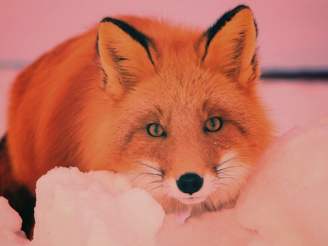 Рыжая лиса в снегу обои