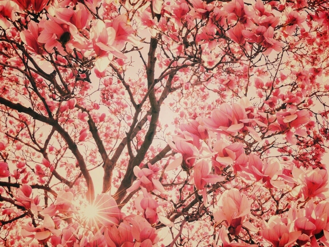 Магнолия обои