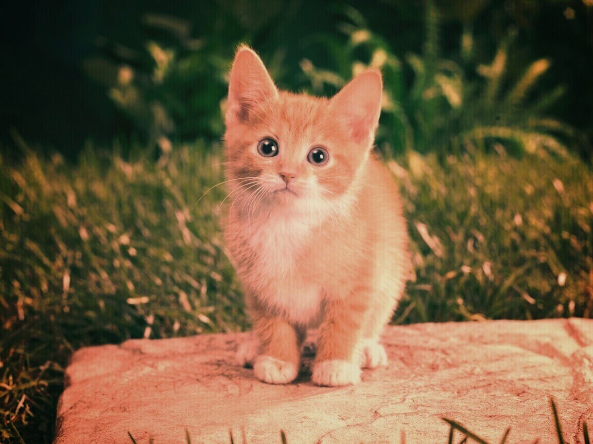Котенок в саду обои