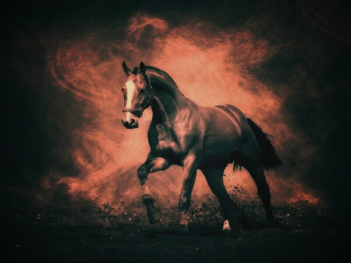 Лошадь обои