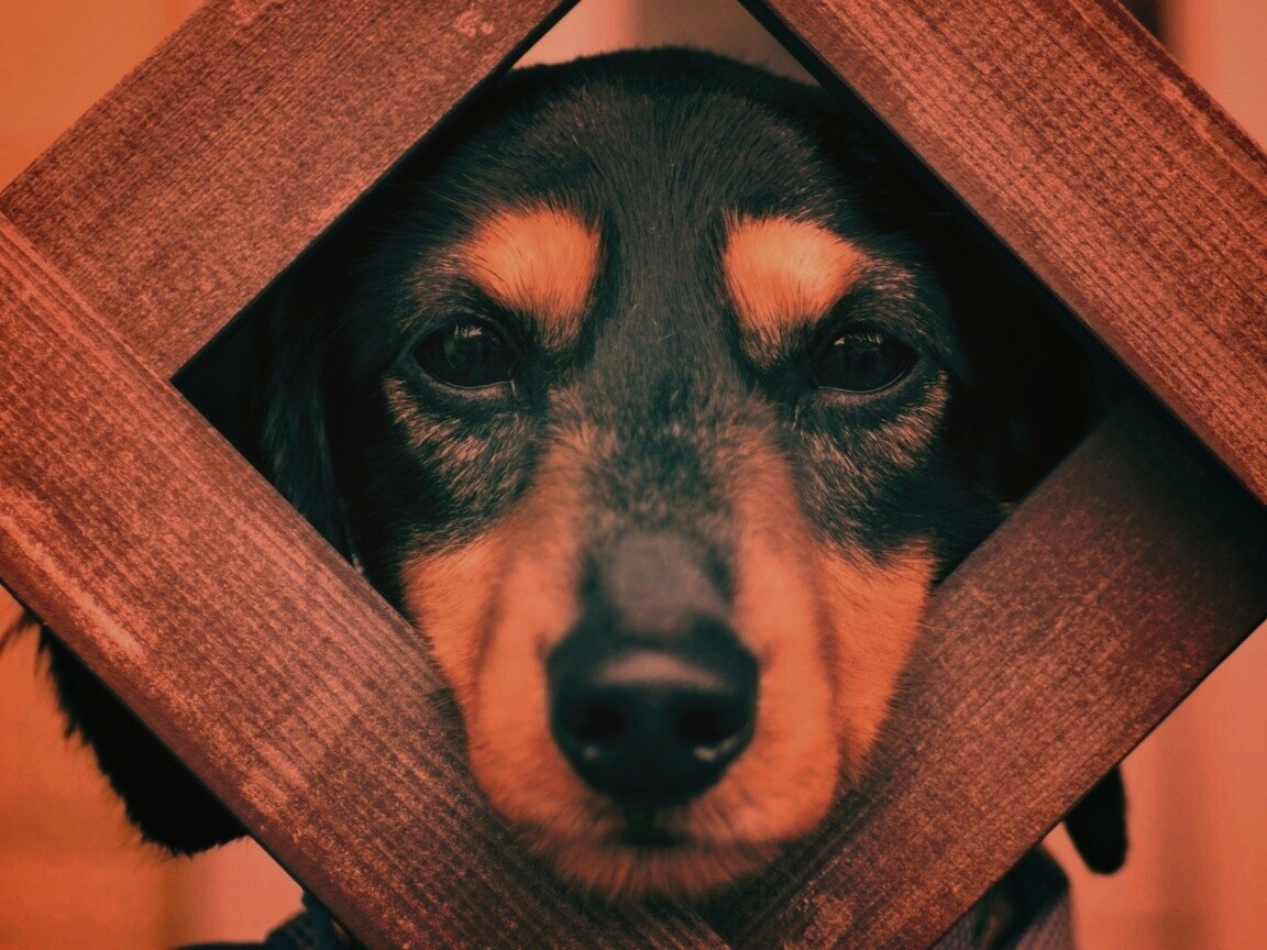 Мордочка в заборе обои