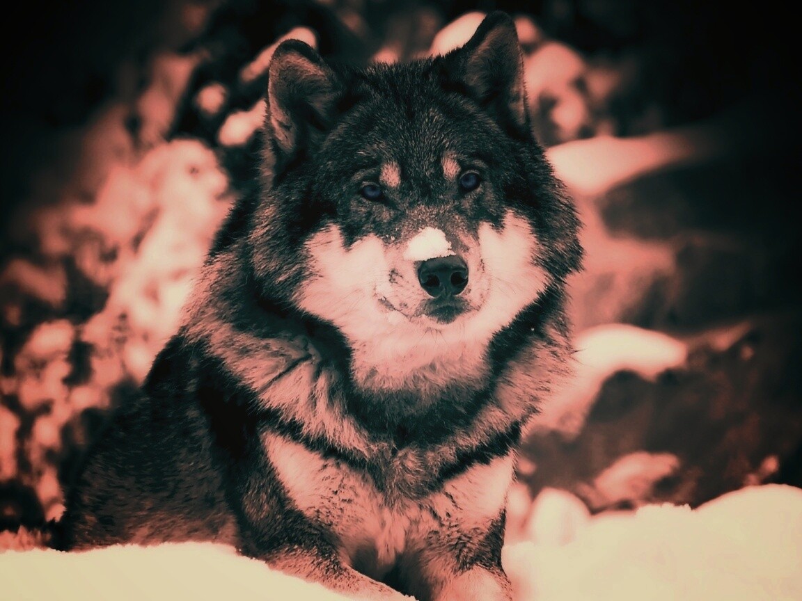 Волк с синими глазами обои