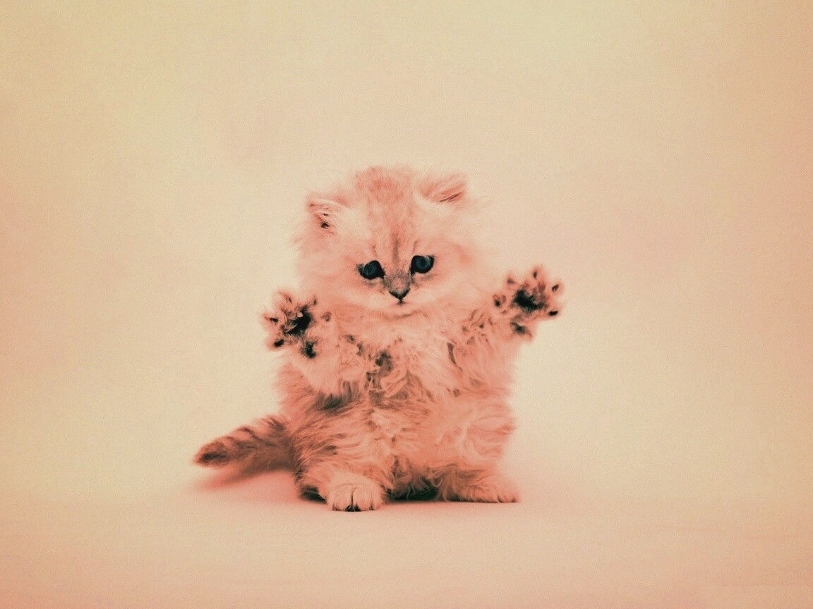 Милый котенок обои