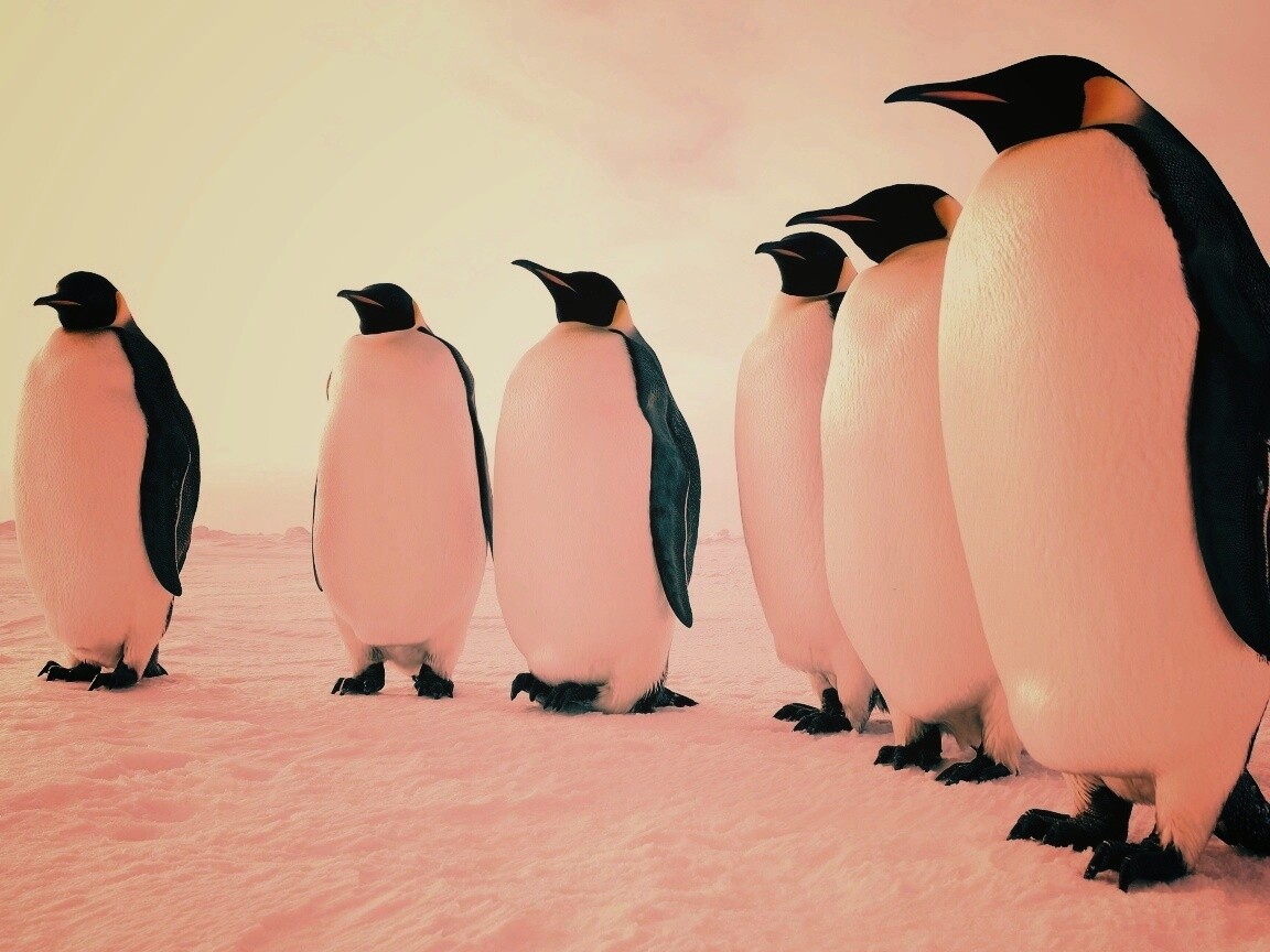 Слет пингвинов обои