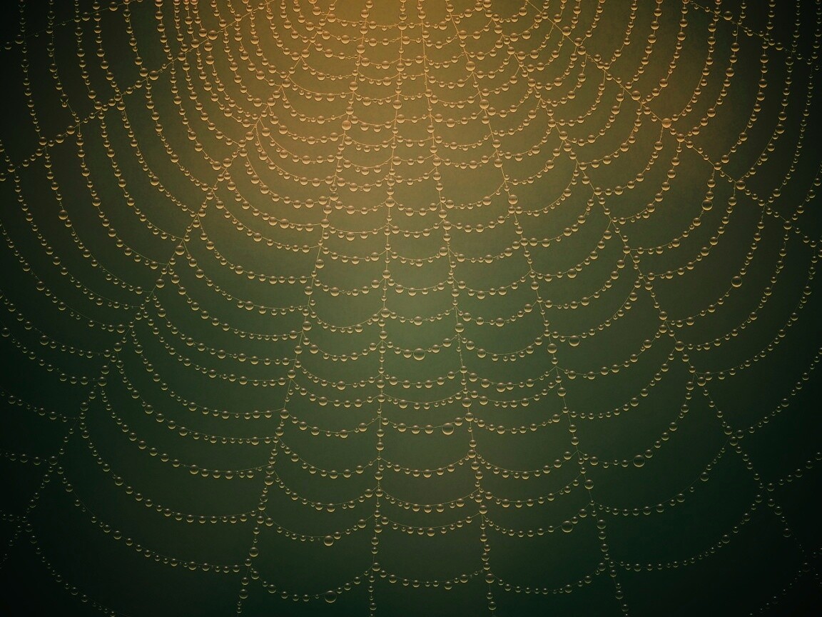 Роса на паутине обои