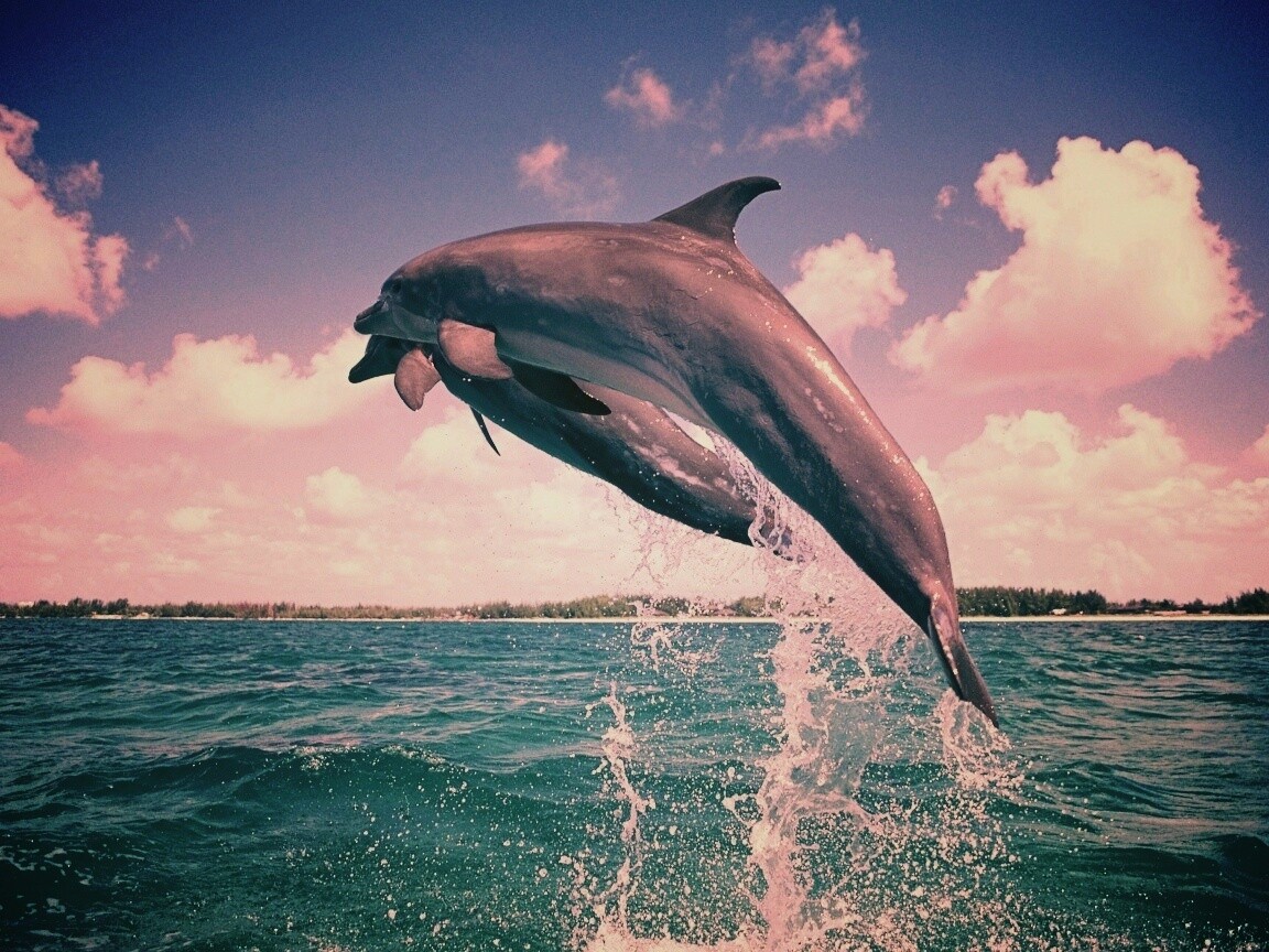 Дельфины обои