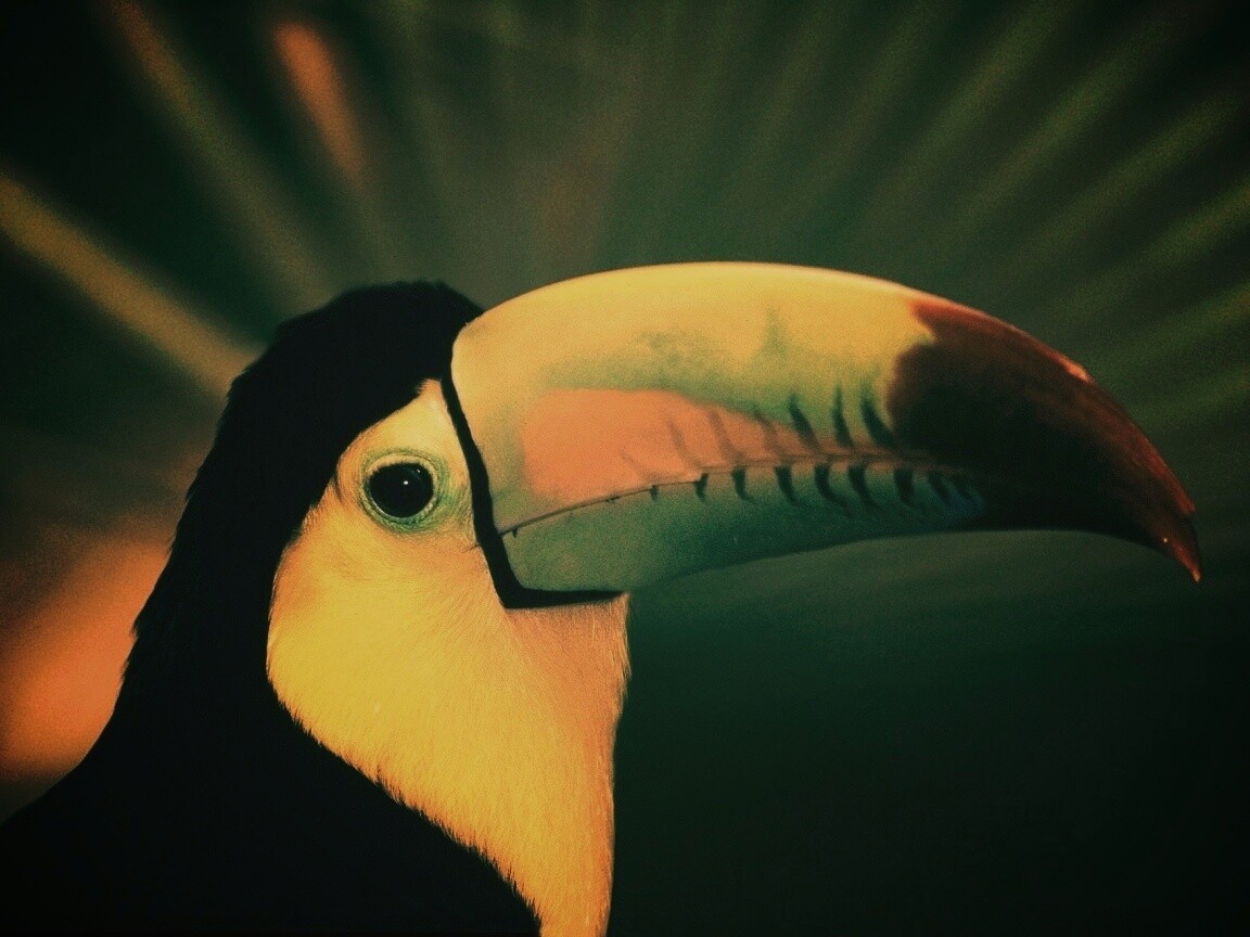Грустный желтогрудый тукан обои