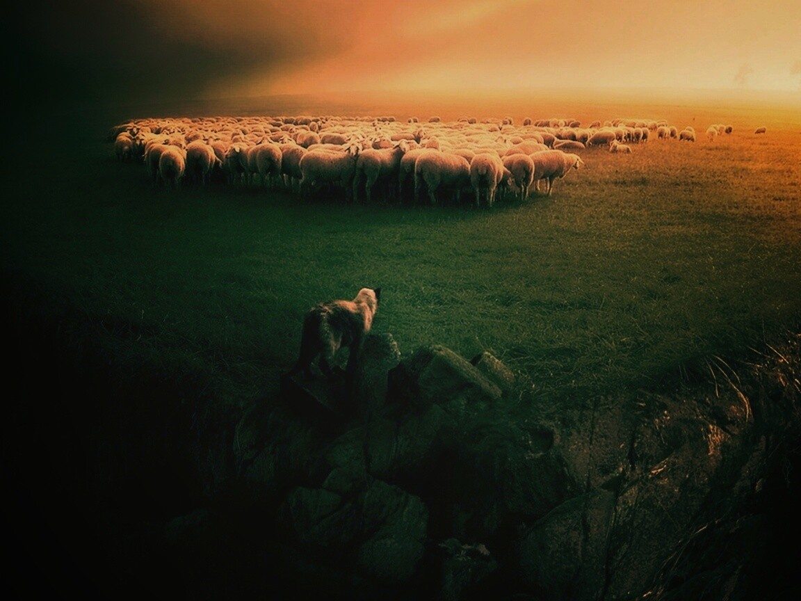 Волк и овцы обои