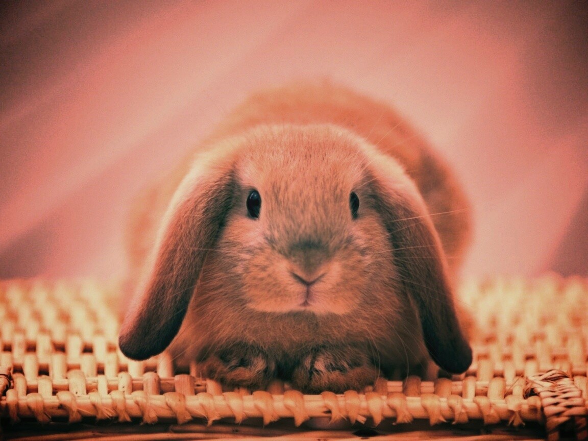 Кроличек обои