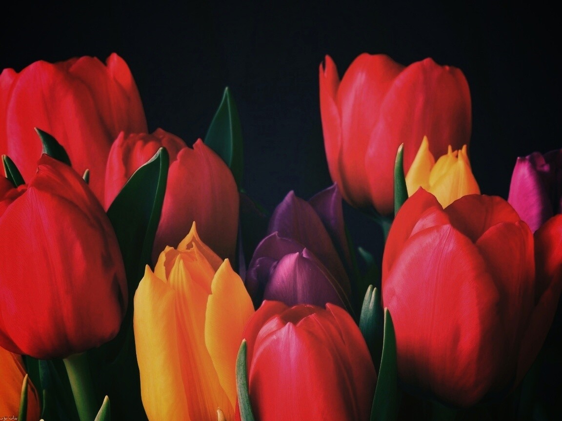 Тюльпаны обои