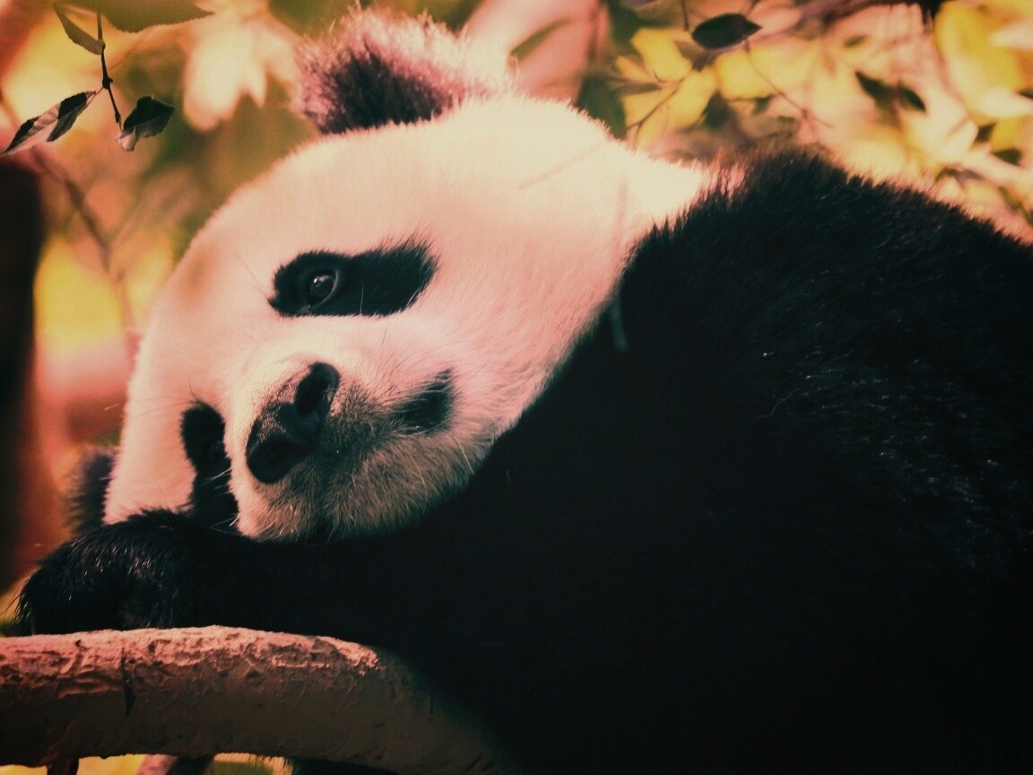 Грустный панда обои