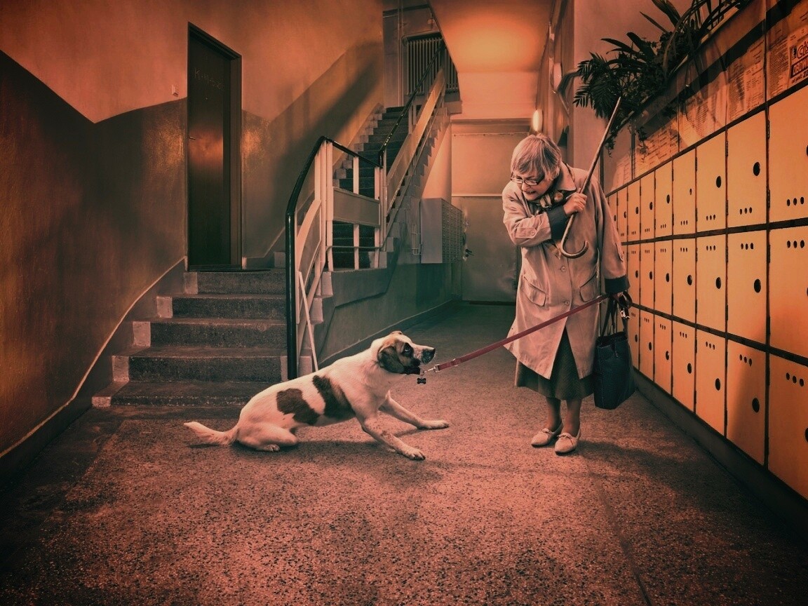 Непослушная собака обои