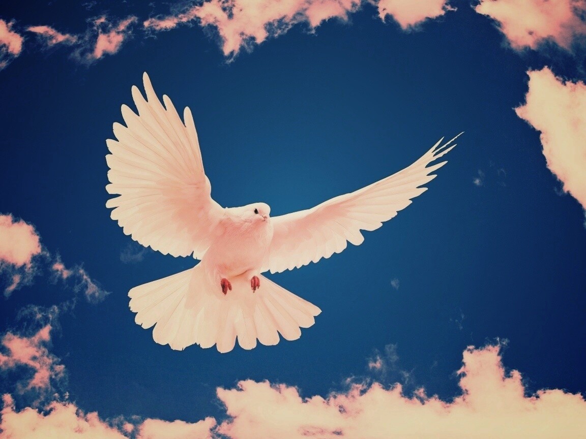 Белый голубь в небе обои