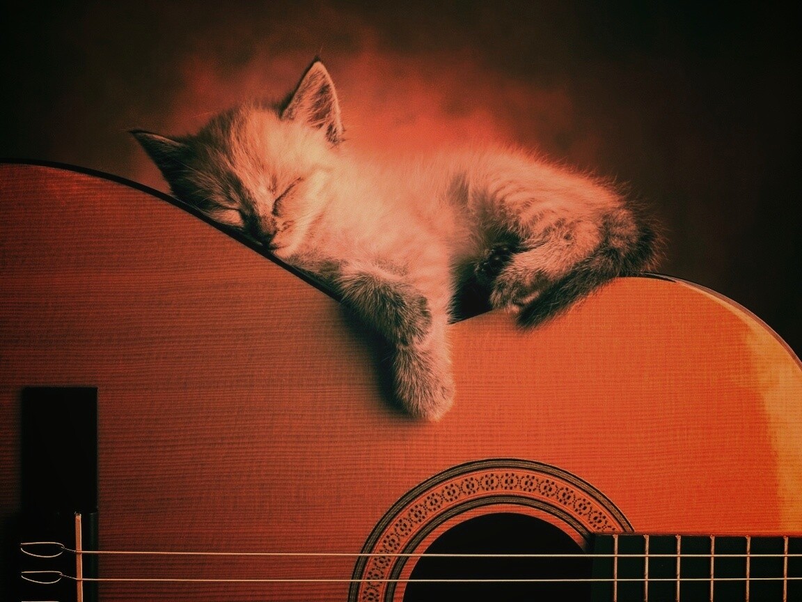 Котенок на гитаре обои