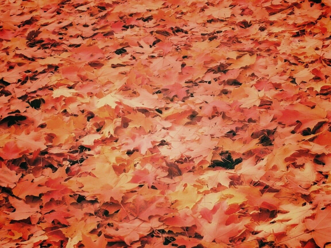 Листья клена обои