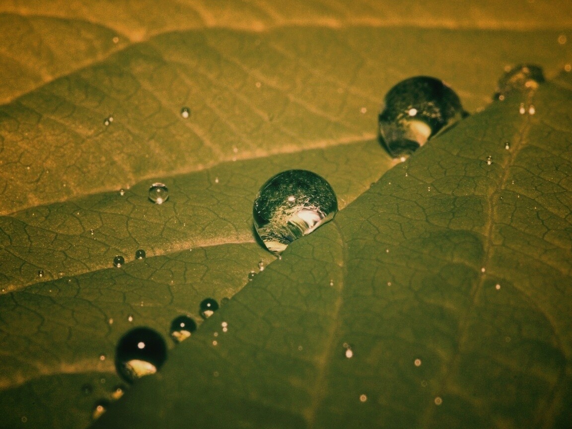 Капли на листе обои