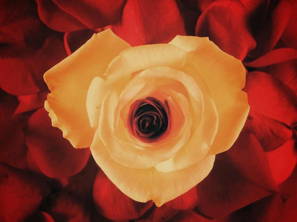 Необыкновенная роза обои