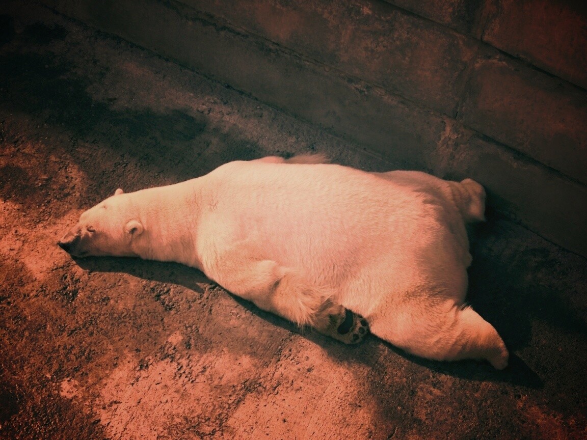 Мы можем их спасти обои