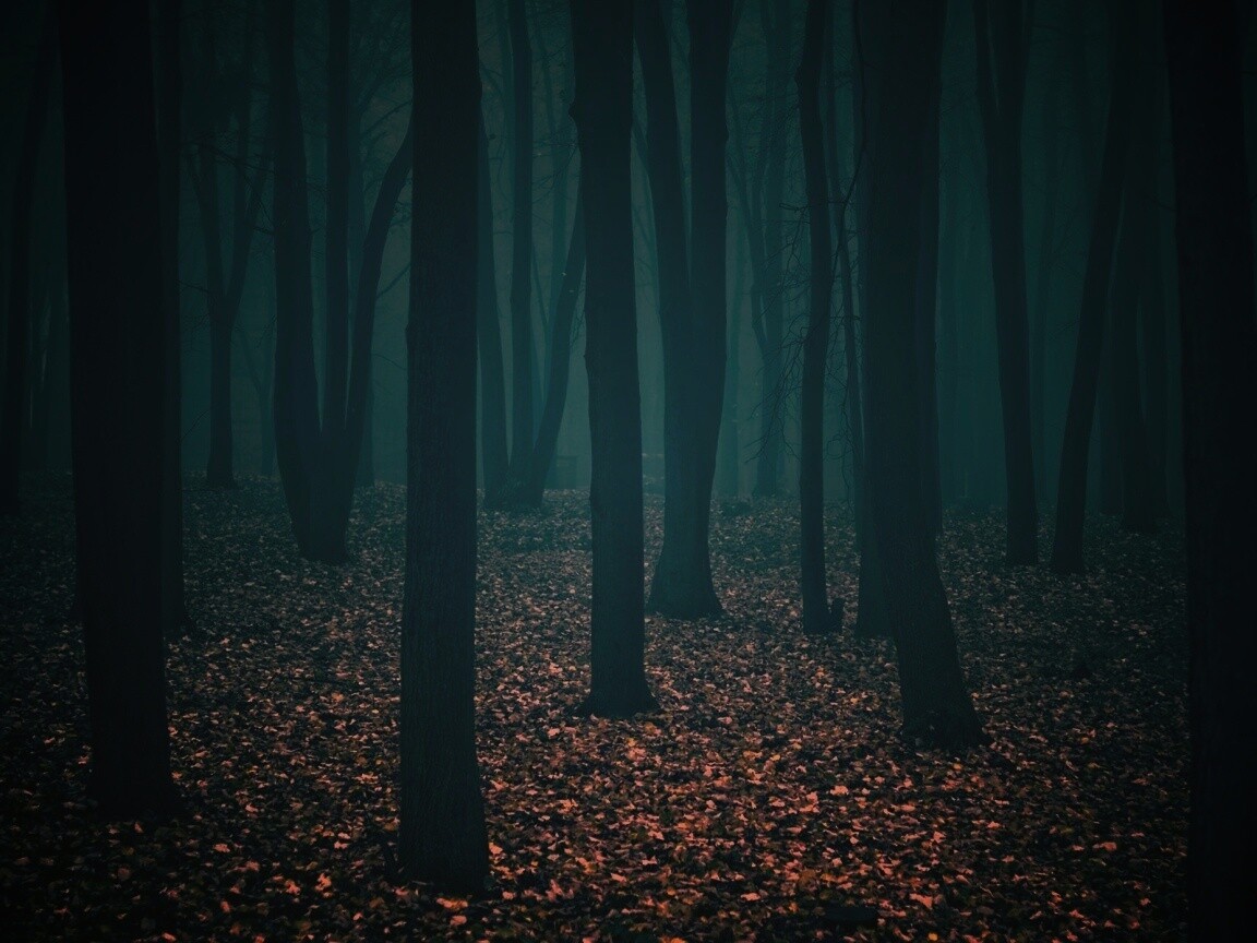 Таинственный лес обои