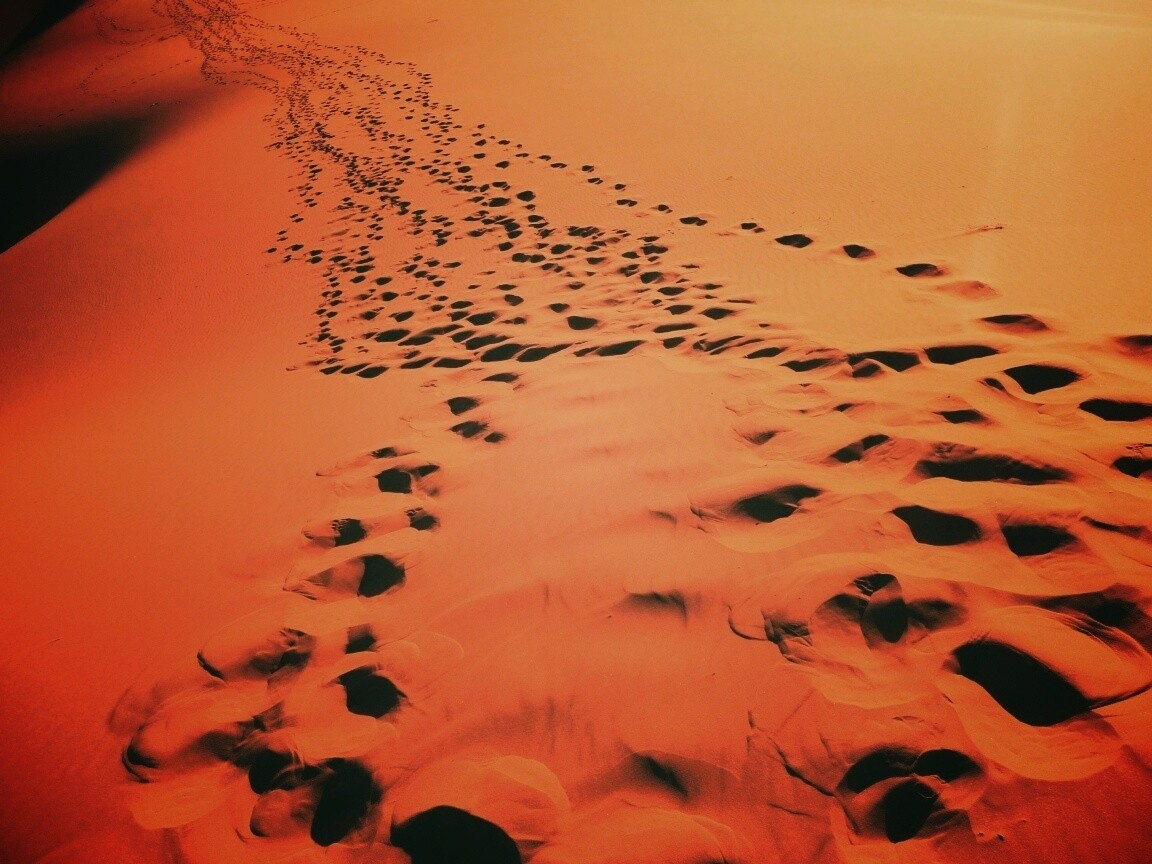 Следы в пустыне обои