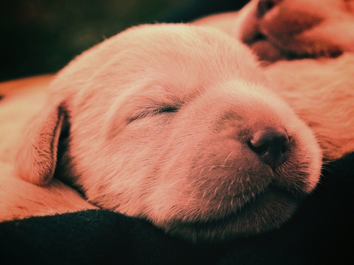 Мордочки симпатичных щенков обои