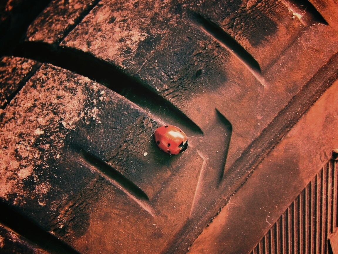 Божья коровка на автомобильной покрышке обои