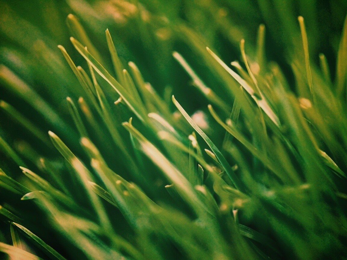 Зеленая свежая трава обои