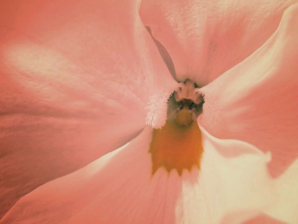 Ложе цветка обои