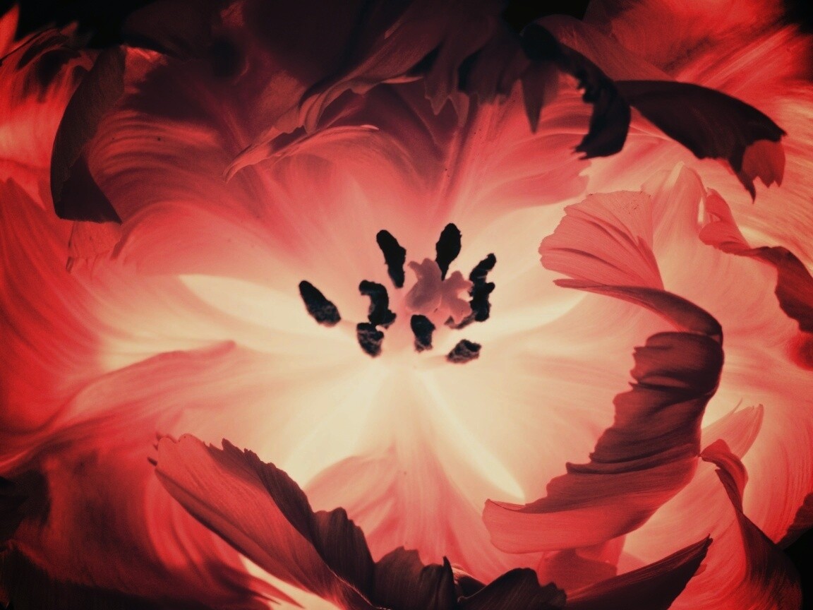 Пылающий цветок обои