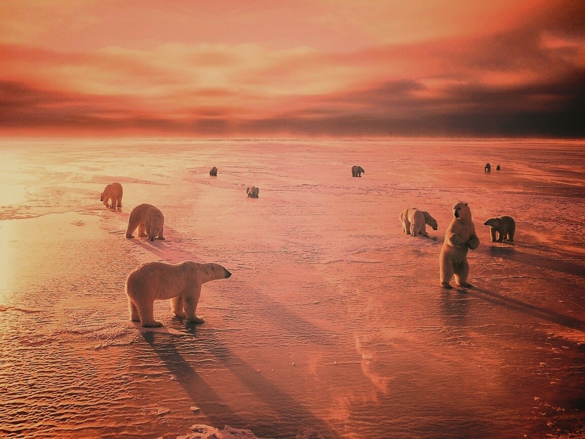 Полярные медведи обои