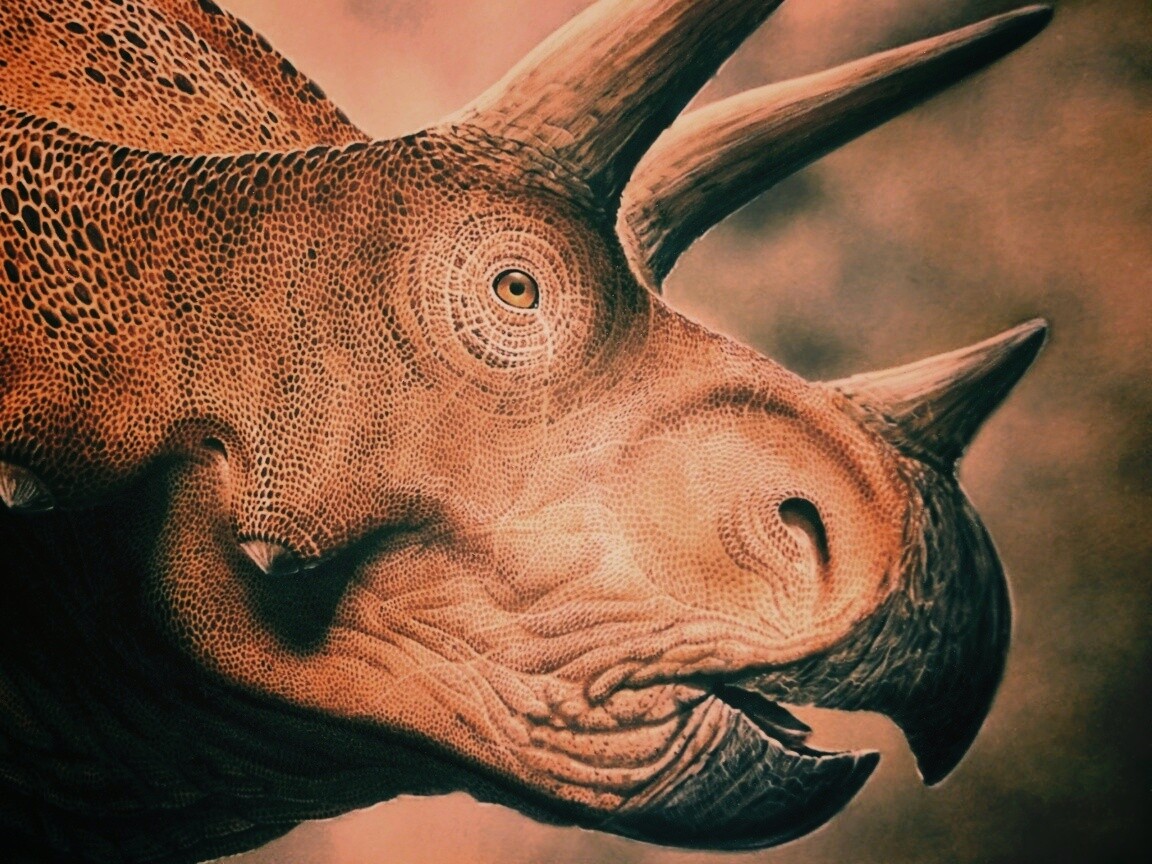 Трицератопс обои