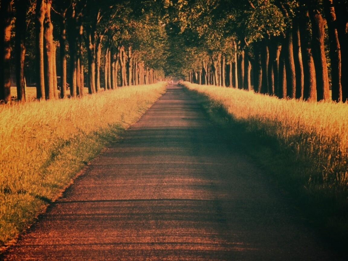 Живописная аллея обои