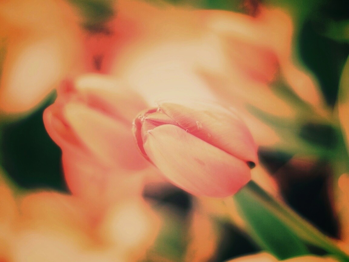 Красивый тюльпан обои