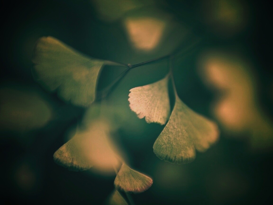 Дикие зеленые листья обои