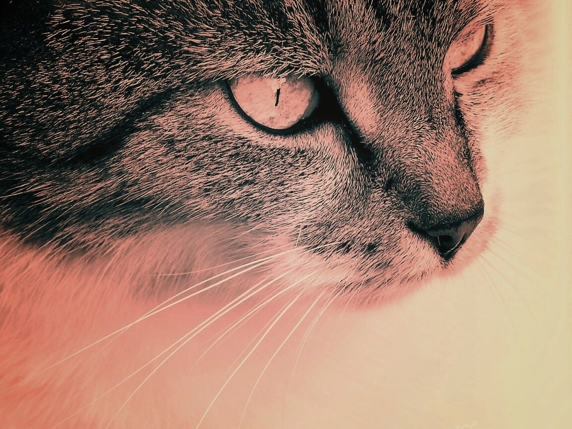 Очень красивый кот обои