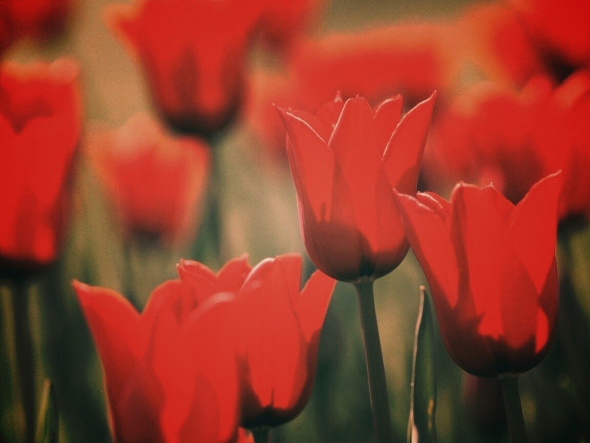Красные цветы обои