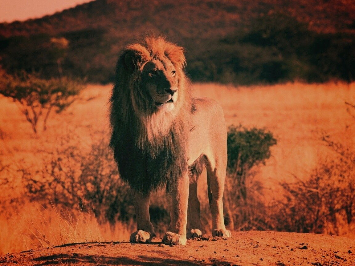 Царь зверей обои