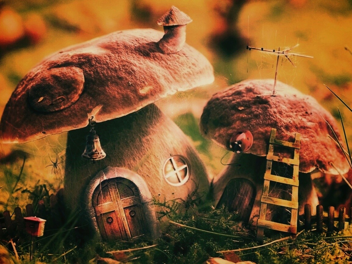 Грибы домики обои