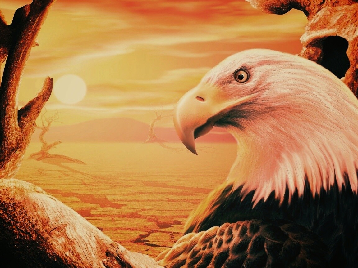 Нарисованный орел обои