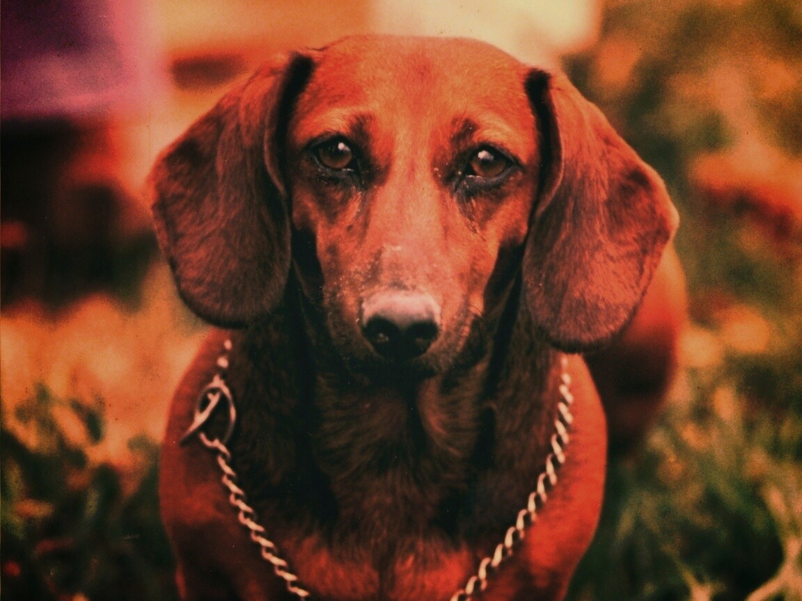 Рыжая такса обои