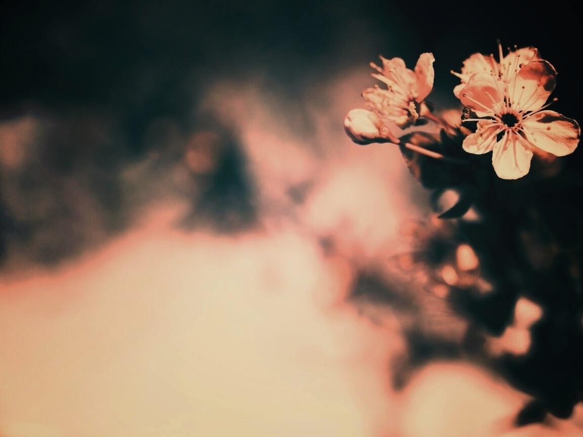 Цветок вишни обои