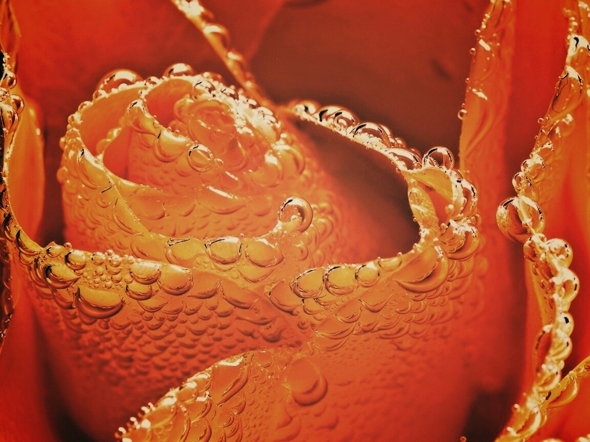 Мокрый желтый цветок обои