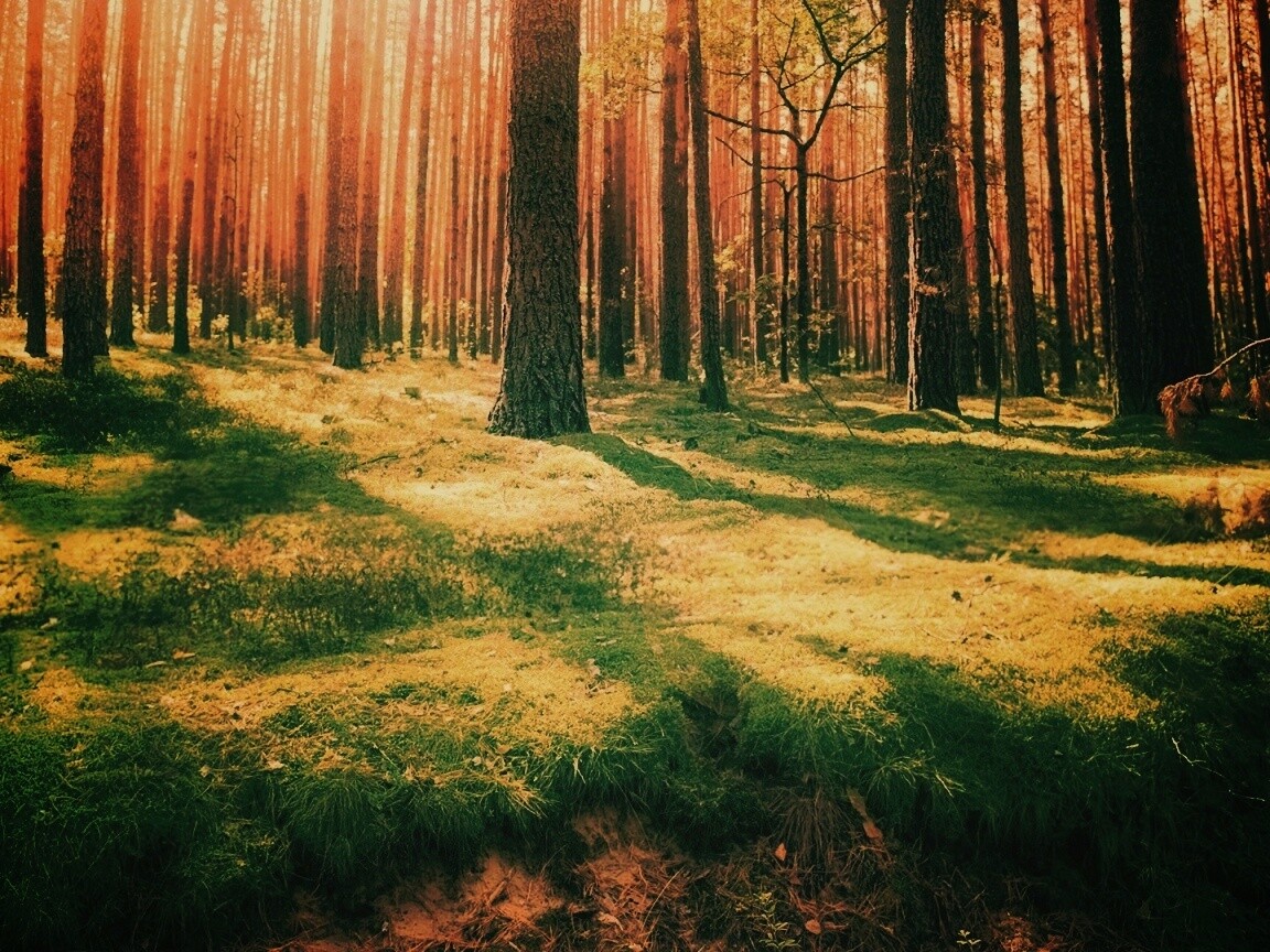 Солнечный лес обои