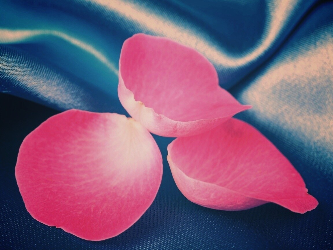 Лепестки розы на голубой ткани обои