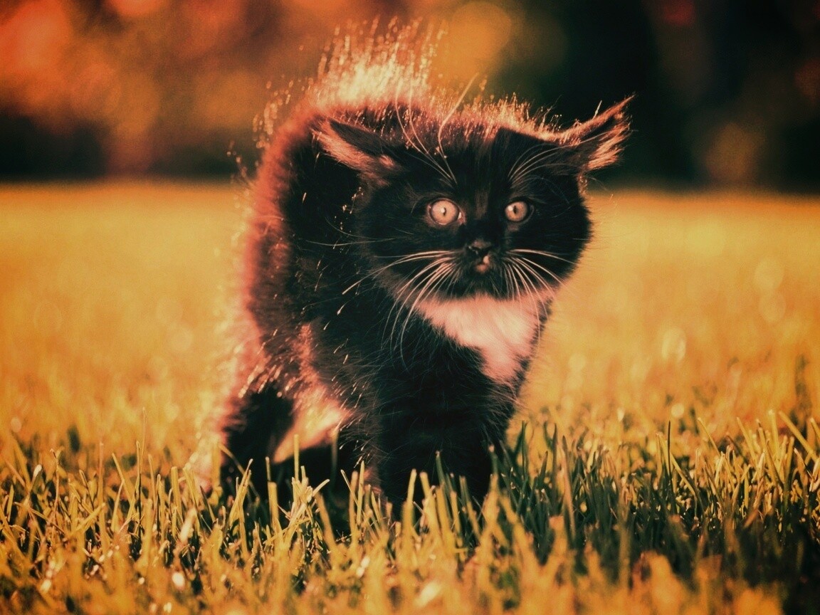 Кот воитель обои