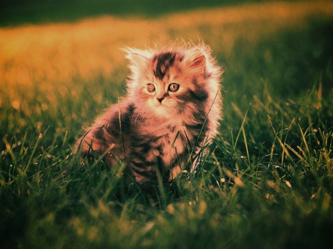 Пушистый котенок в траве обои